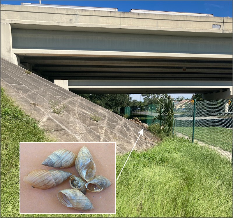 Bulimulus sporadicus On Alden Road At The Interstate 295 Overpass