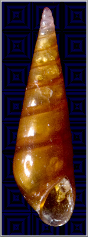 Microeulima hemphillii (Dall, 1884) Brown Eulima