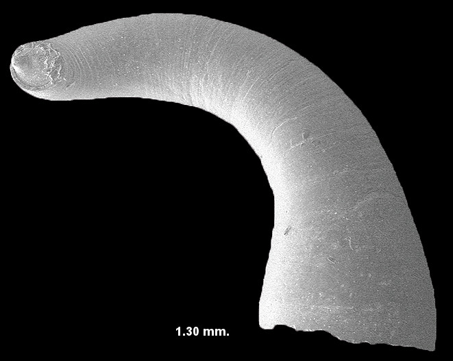 Scanning Electron Micrographs (SEM) of fossil Meioceras from the Lower Pinecrest beds