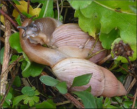 Euglandina rosea (Frussac, 1821) Mating In Situ