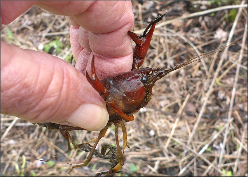 Unidentified Crayfish Species