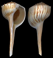Busycoarctum coarctatum (G. B. Sowerby I, 1825) Turnip Whelk