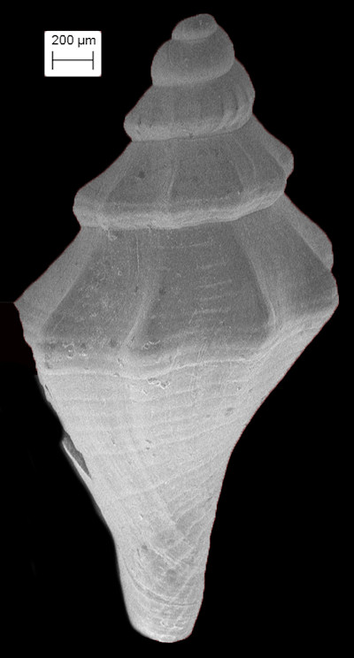 Cythara terminula Dall, 1890 Fossil Juvenile