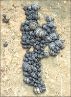 Echinolittorina placida Reid, 2009 Interrupted Periwinkle