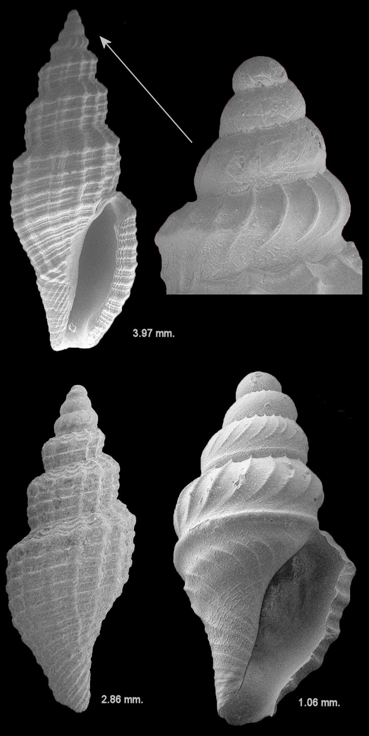 Vitricythara metria (Dall, 1903) Fossil Specimens