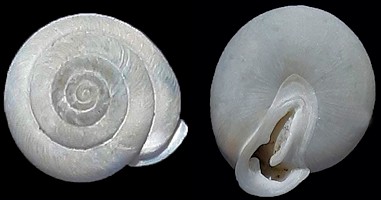 Inflectarius smithi (G. Clapp, 1905) Alabama Shagreen