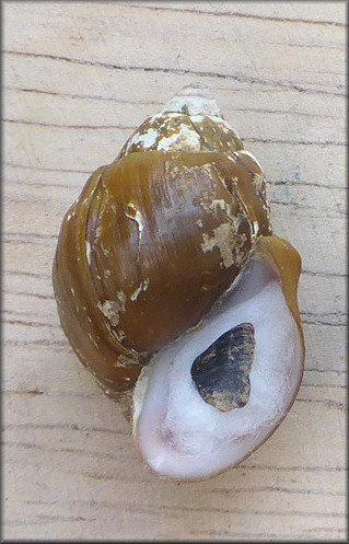 Lithasia geniculata Haldeman, 1840 Geniculate River Snail
