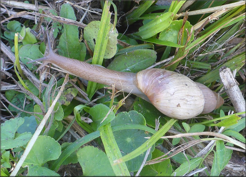 Euglandina rosea (Frussac, 1821) Rosy Wolfsnail In Situ