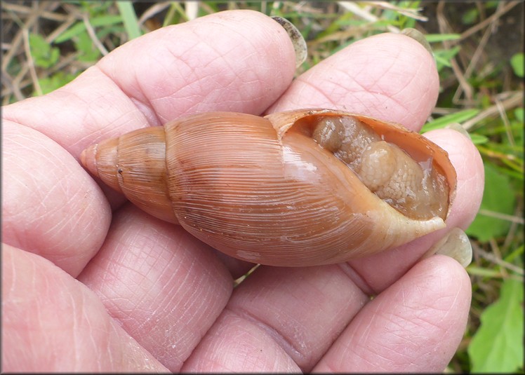 Euglandina rosea (Frussac, 1821) Rosy Wolfsnail In Situ