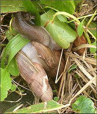 Euglandina rosea (Frussac, 1821) Mating In Situ