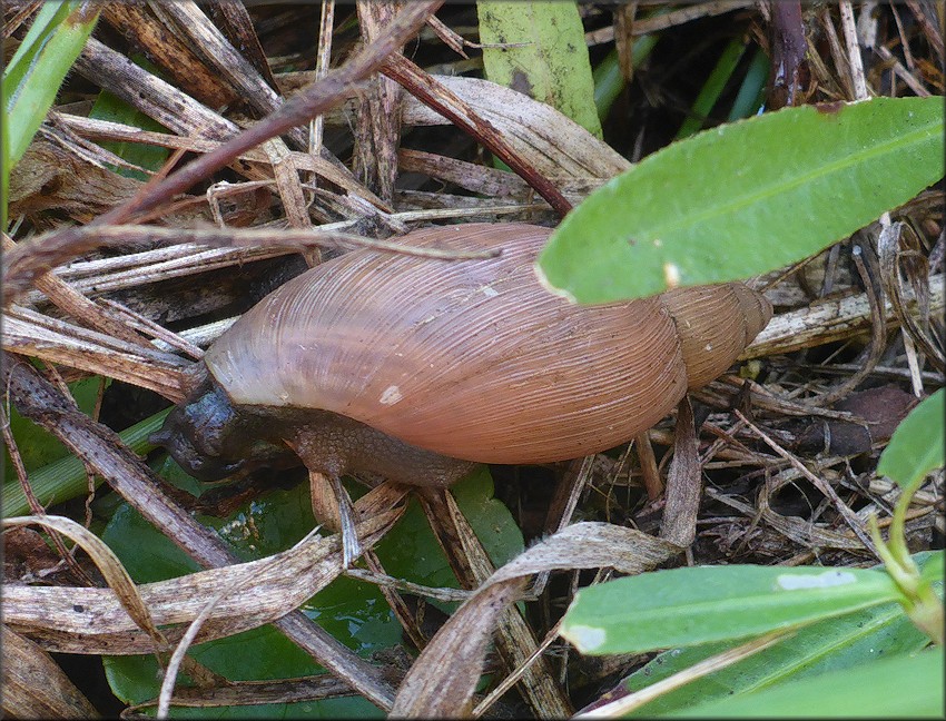 Euglandina rosea (Frussac, 1821) Rosy Wolfsnail In Situ