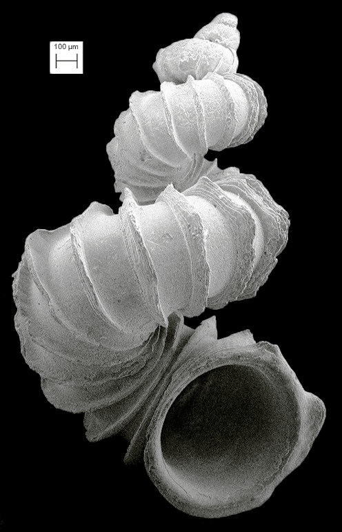 Cycloscala echinaticosta (d'Orbigny, 1842)