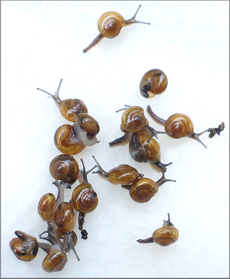 Ovachlamys fulgens (Gude, 1900) "Jumping Snail"