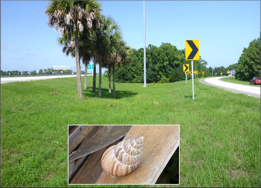 Bulimulus sporadicus Along Exit Ramp From Southbound Interstate 295 To Philips Highway (US-1).