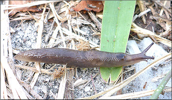 Deroceras laeve (Mller, 1774) Meadow Slug
