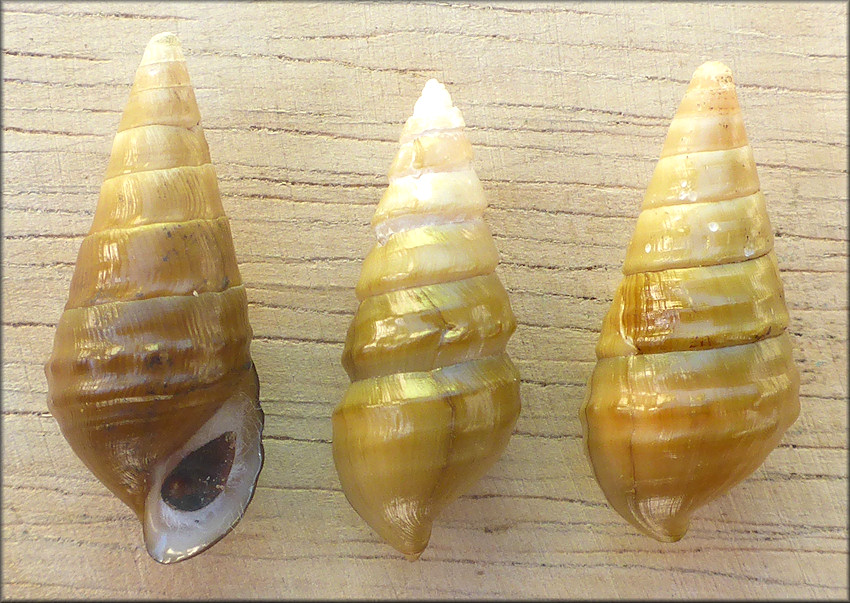 Pleurocera formani (I. Lea, 1843) Rough Hornsnail