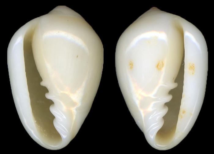 Prunum apicinum (Menke, 1828) Sinistral