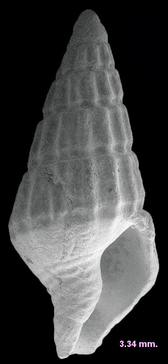 Suturoglypta cf. iontha (Ravenel, 1861) Lineate Dovesnail Fossil