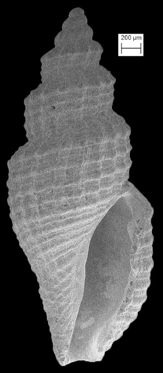 Vitricythara micromeris (Dall, 1903) Little Mangelia
