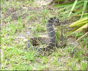 Eastern Diamondback Rattlesnake [Crotalus adamanteus]