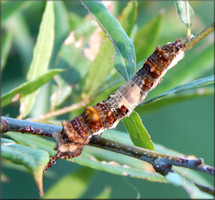 Viceroy [Limenitis archippus] Caterpillar