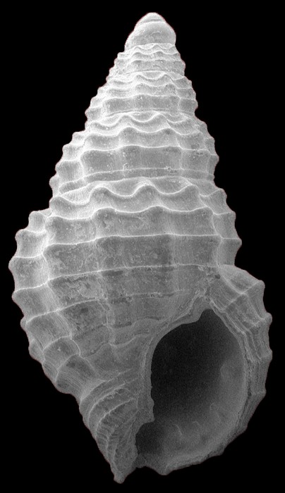 Phrontius lapenotierei (Dall, 1890) Extinct Fossil Species