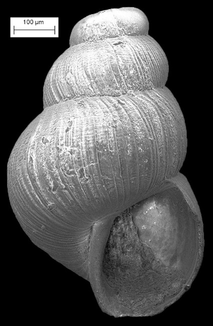 "Rissoa" athymorhyssa (Dall, 1892) Fossil