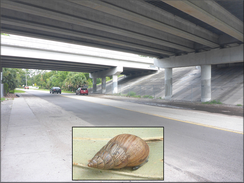 Bulimulus sporadicus On Theresa Drive Underneath The Interstate 295 Overpass