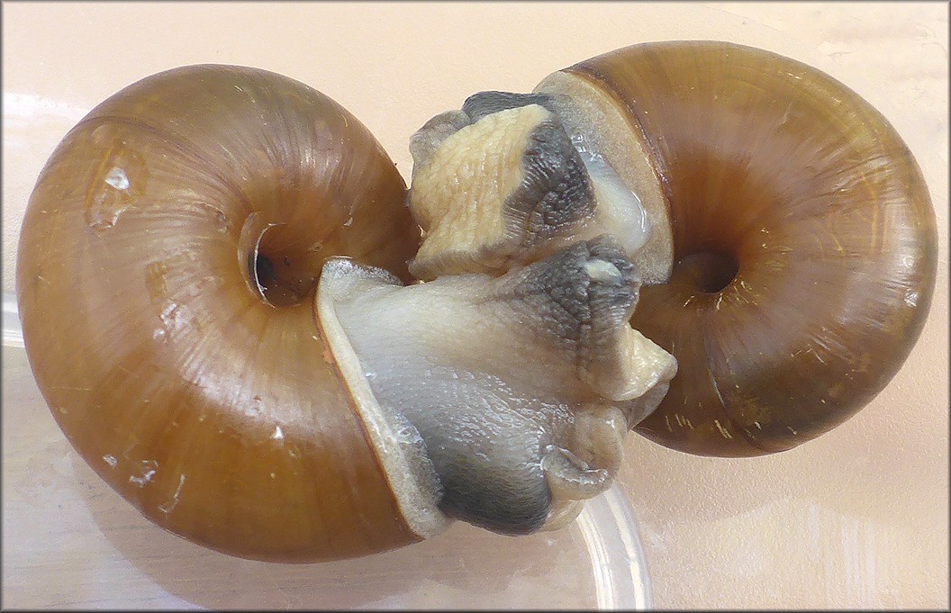Mesomphix capnodes (W. G. Binney, 1857) Dusky Button Mating