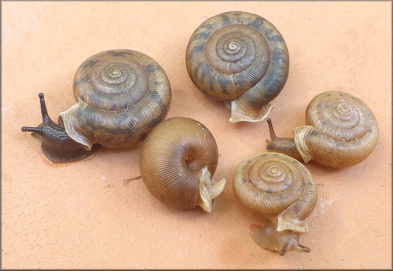 Daedalochila auriculata (Say, 1818) on the top and Daedalochila uvulifera (Shuttleworth, 1852) on the bottom