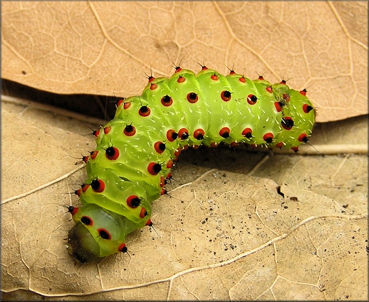 Luna Moth [Actias luna] Caterpillar