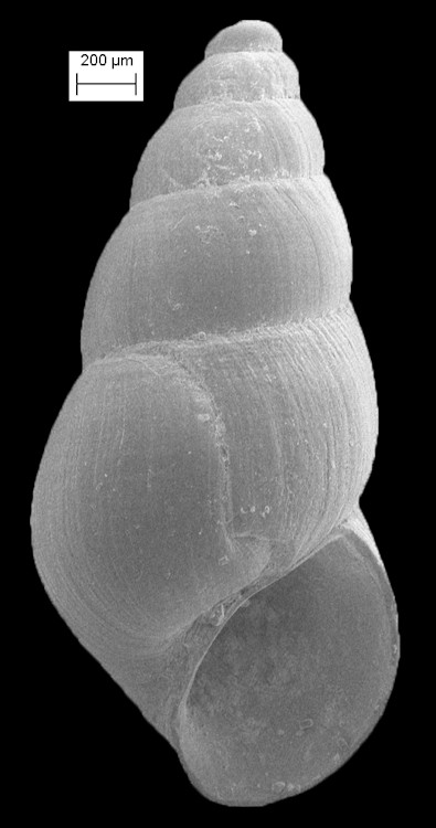 cf. Littoridinops palustris F. Thompson, 1968 Hydrobe 3