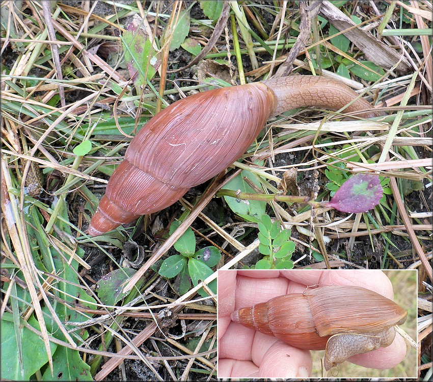 Euglandina rosea (Frussac, 1821) Rosy Wolfsnails In Situ