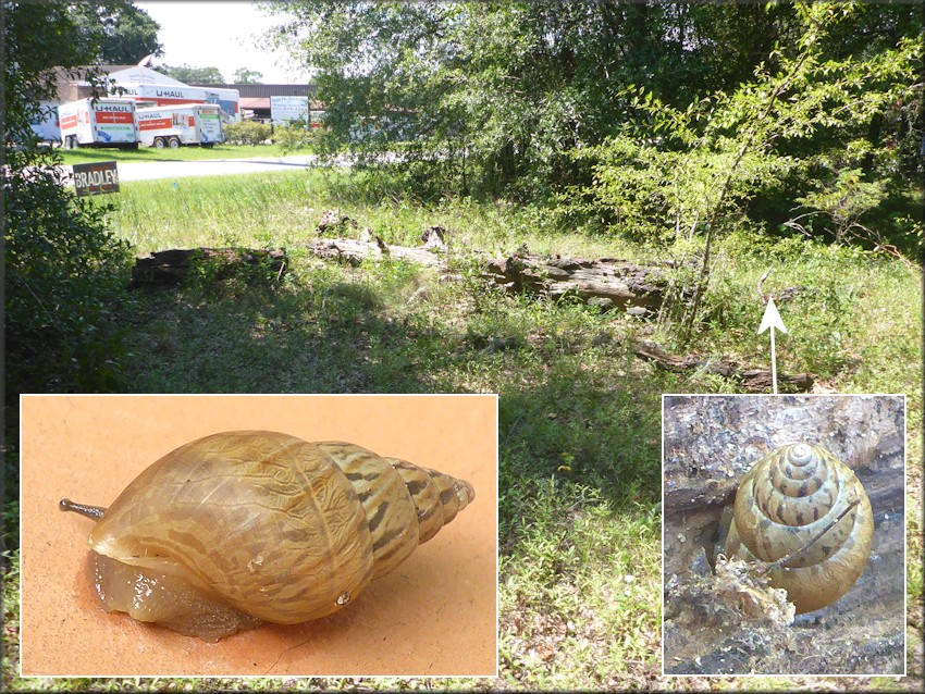 Bulimulus sporadicus On Commercial Circle In Keystone Heights, Clay County, Florida