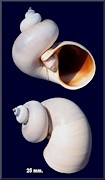 Neverita duplicata (Say, 1822) Shark Eye Freak