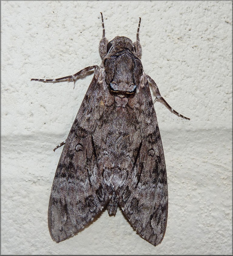 Pink-Spotted Hawk Moth [Agrius cingulatus]