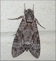 Pink-Spotted Hawk Moth [Agrius cingulatus]