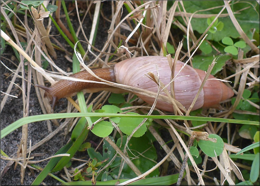 Euglandina rosea (Frussac, 1821) Rosy Wolfsnail In Situ