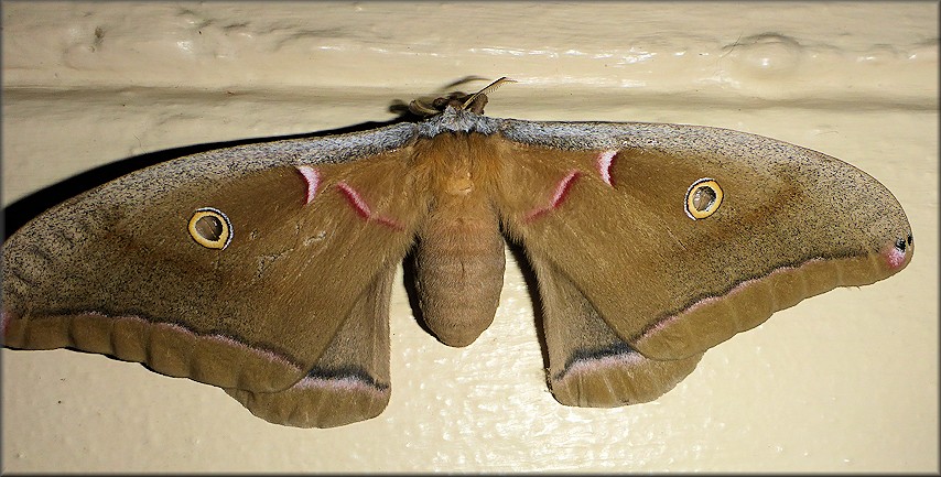  Polyphemus moth [Antheraea polyphemus] Male