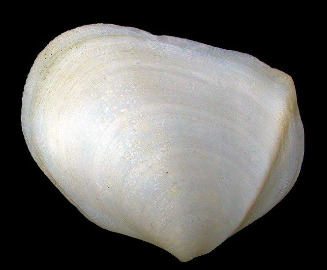 Leporimetis ephippium (Spengler, 1798) Atlantic Fat-tellin