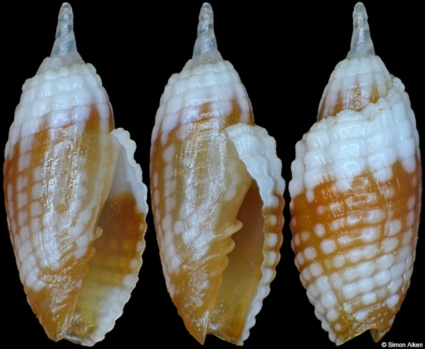 Condylomitra tuberosa (Reeve, 1845) Juvenile