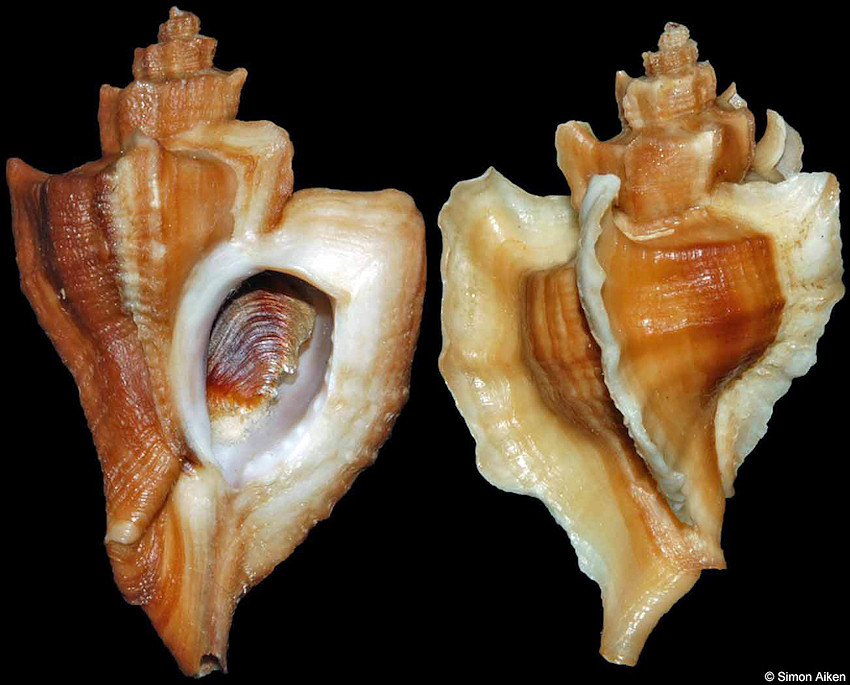 Ocinebrellus falcatus (G. B. Sowerby II, 1834)