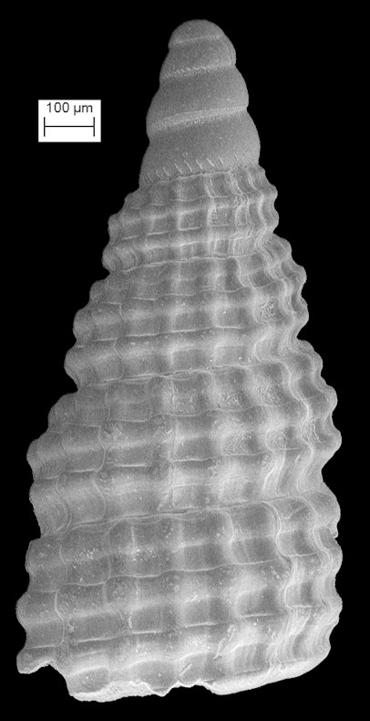 Cerithiopsis ophiura Olsson and Harbison, 1953 Fossil