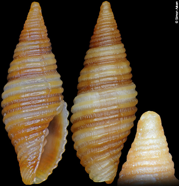 Pseudonebularia atjehensis (Oostingh, 1939)