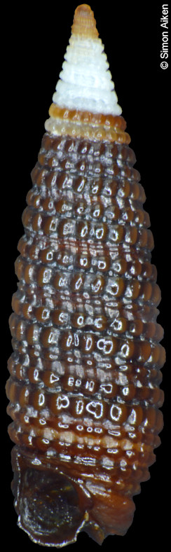 Monophorus atratus Kosuge, 1962