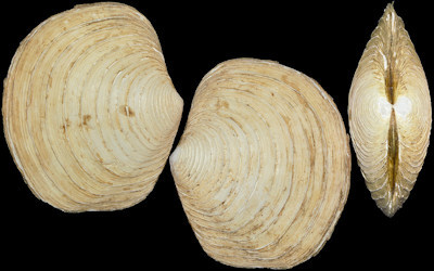 Lucinoma aequizonatum (Stearns, 1890)