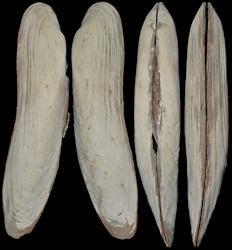 Abyssogena phaseoliformis (Métivier, Okutani, and Ohta, 1986)