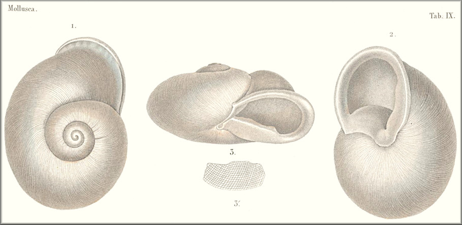 Zachrysia (Megachrysia) petitiana (d'Orbigny, 1841)