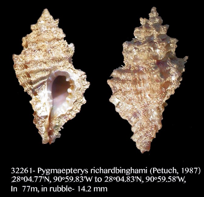 Pygmaepterys richardbinghami (Petuch, 1987)