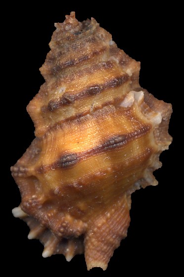 Alanbeuella corrugata (G. Perry, 1811)